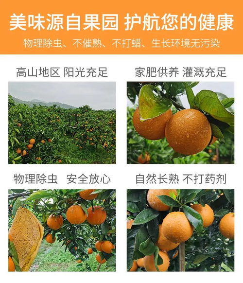 湖南秭歸夏橙與柚子，新鮮果香直送您家